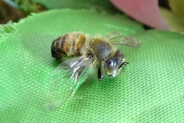 Biene auf Blatt