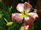Tulpe am verblühen