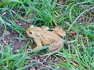 Kröte im Grass_1