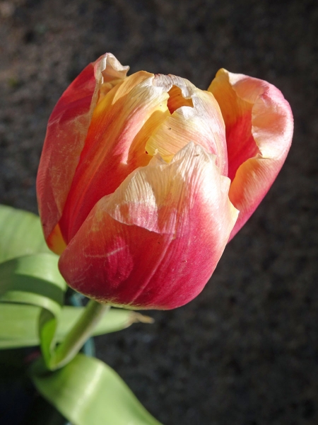 Nur eine Tulpe